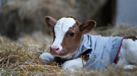 Baby Calf