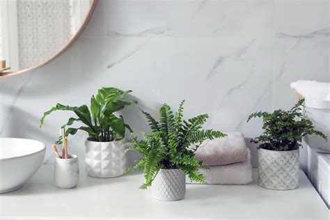 Bathroom Plants