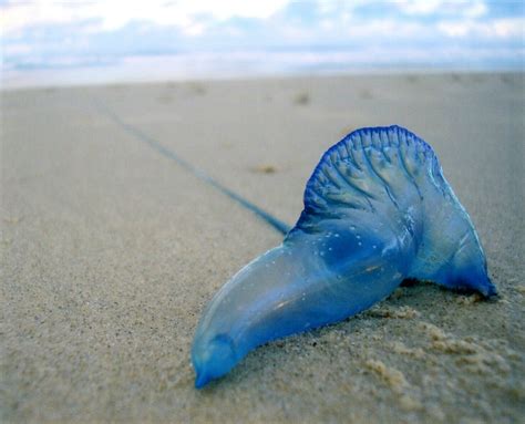 Blue Bottle Australia