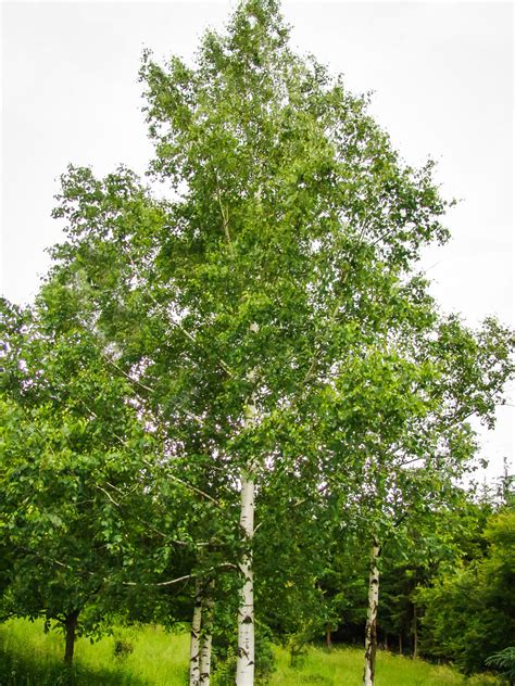 Buy Birch Tree