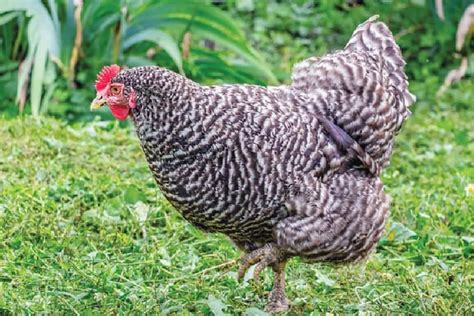 California Grey Chicken