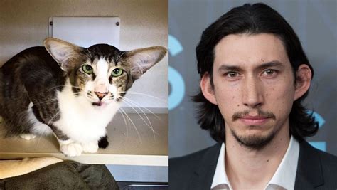 Cat Adam Driver