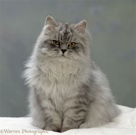 Chinchilla Persian Cat