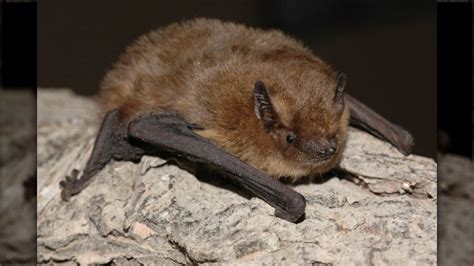 Christmas Island Pipistrelle Bat