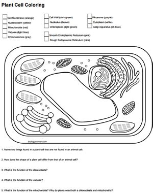 Color The Plant Cell