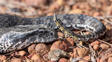 Common Death Adder