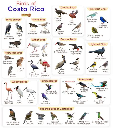 Costa Rican Birds