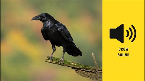 Crow Sound