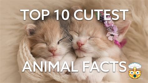 Cute Animal Facts
