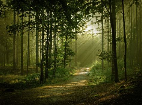 Dense Forest