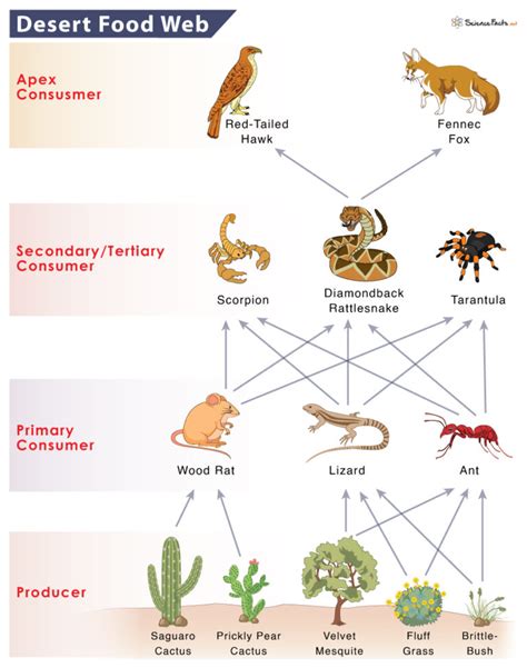 Desert Food Chain