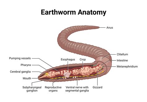 Do Earthworms Have Eyes