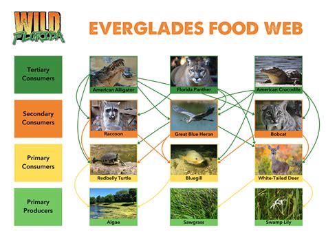 Everglades Food Web