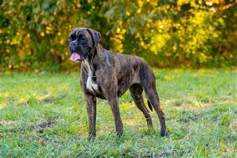 German Boxer