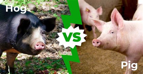 Hog Vs Pig