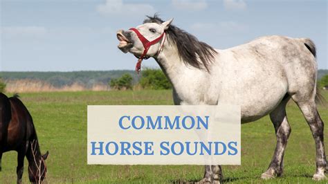 Horse Sounds