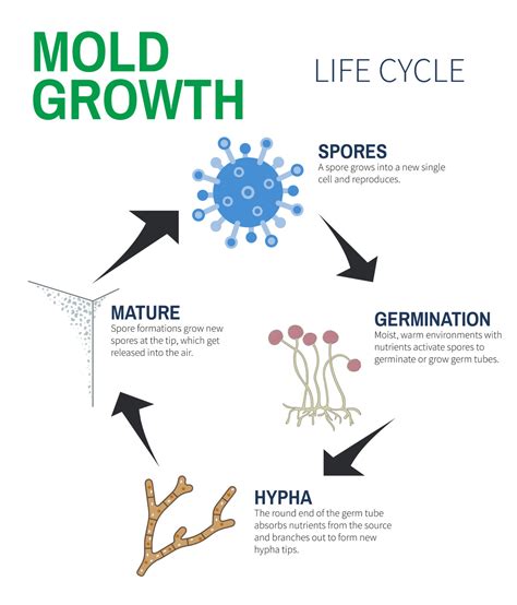 How Mold Grows