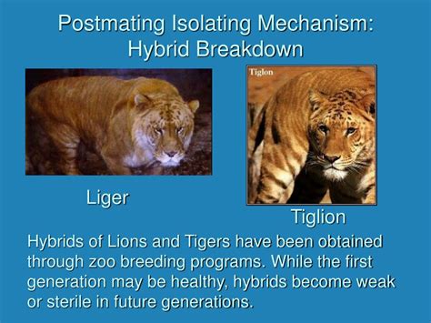 Hybrid Breakdown