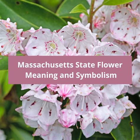 Ill State Flower