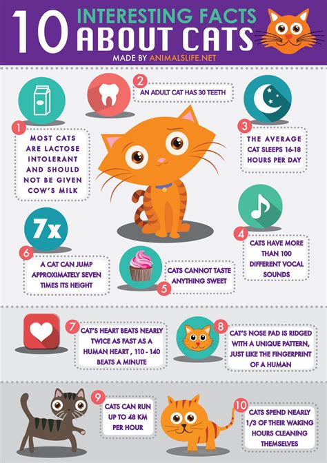 Interesting Cat Facts