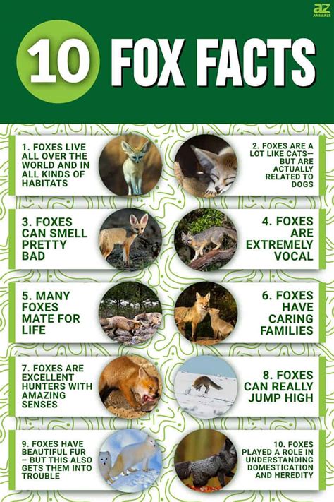 Interesting Facts About Foxes