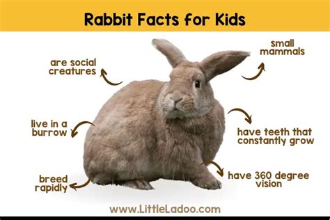Interesting Facts About Rabbits