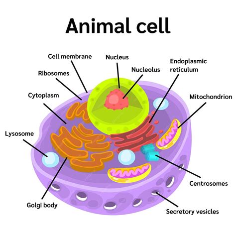 Label The Animal Cell