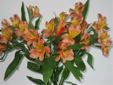 Long Lasting Cut Flowers