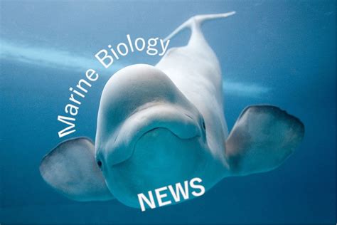 Marine Biology News