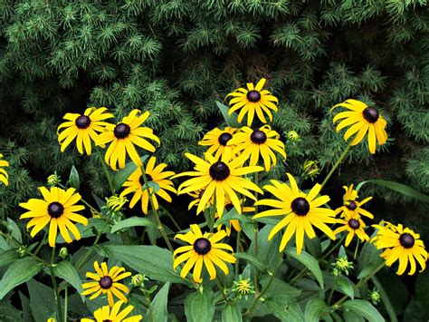 Maryland Flower State