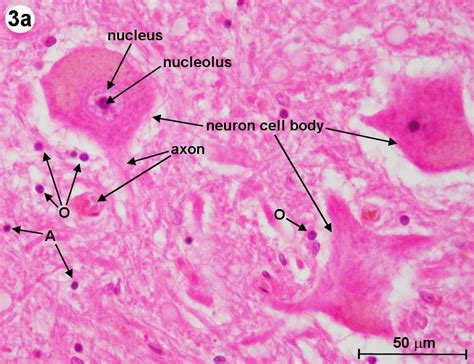 Neuron Under Microscope