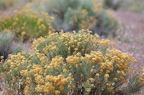 Nevada Flower State