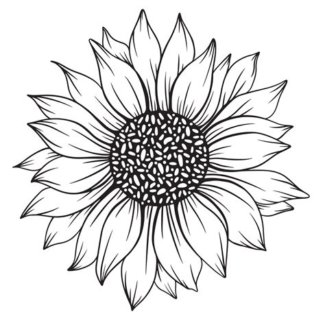 Outline Sunflower Drawing