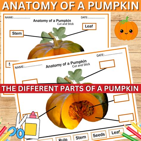 Parts Of A Pumpkin
