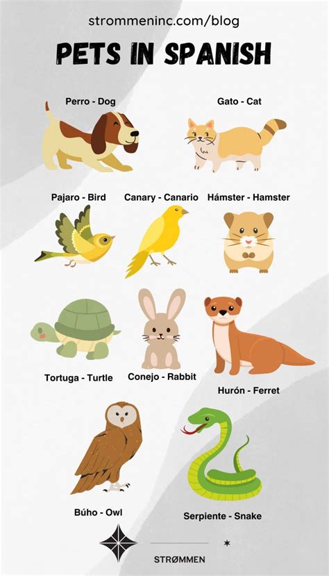 Pet In Spanish Language