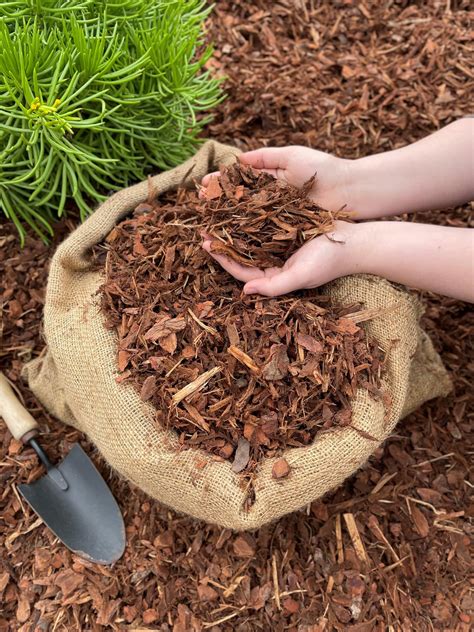 Pine Mulch
