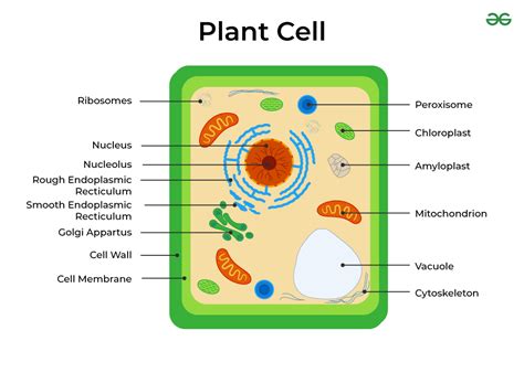 Plant Cell And Labels