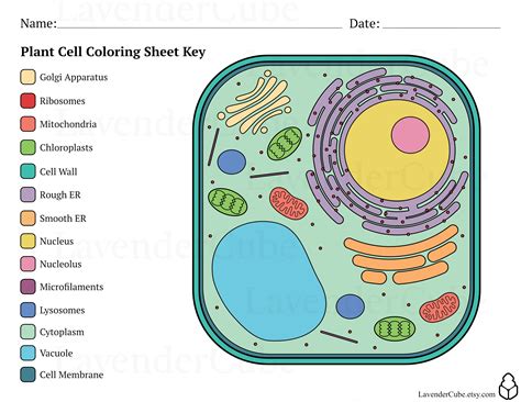 Plant Coloring Cell