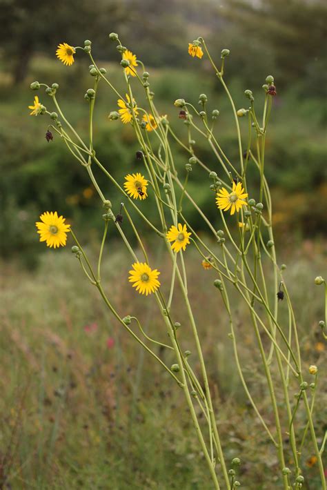 Prairie Dock