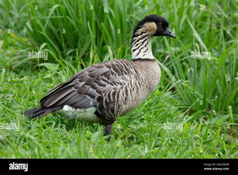 Rarest State Bird