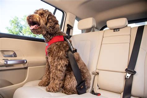 Safest Car Restraints For Dogs: The Complete Guide