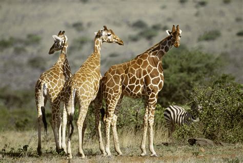 Short Neck Giraffe
