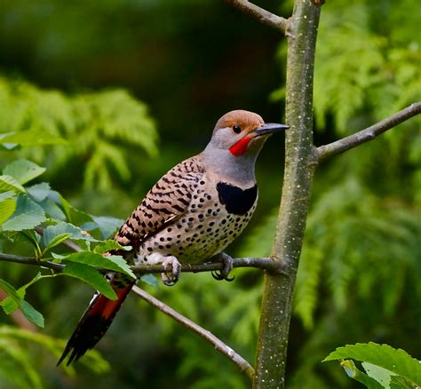 State Bird Of Al