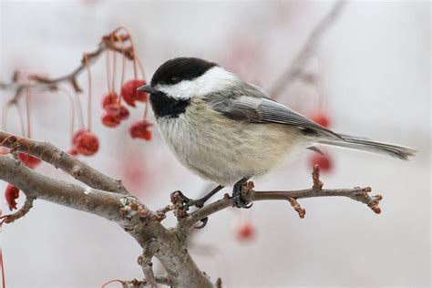 State Bird Of Massachusetts