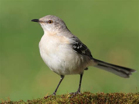 State Bird Of Tennessee