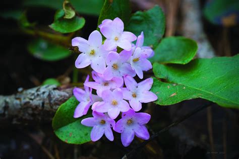 State Flower Of Massachusetts