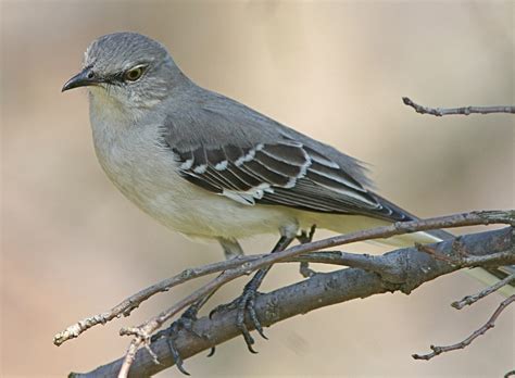 Tennessee State Bird
