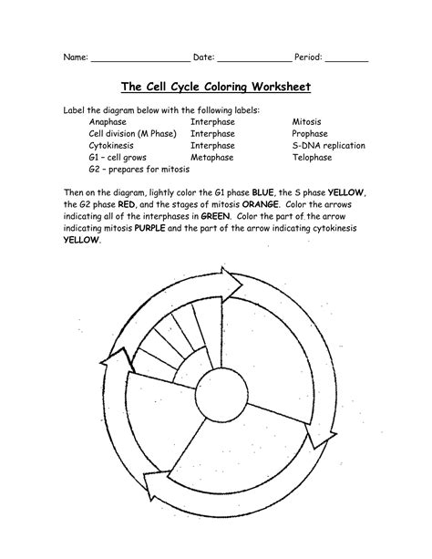 The Cell Cycle Worksheet