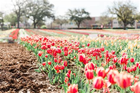 Tulip Farms In Texas