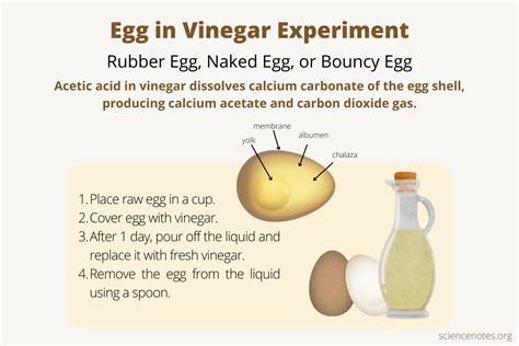 Vinegar And Egg Experiment